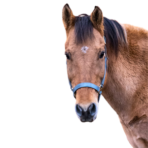 A dun horse head with a blue halter.